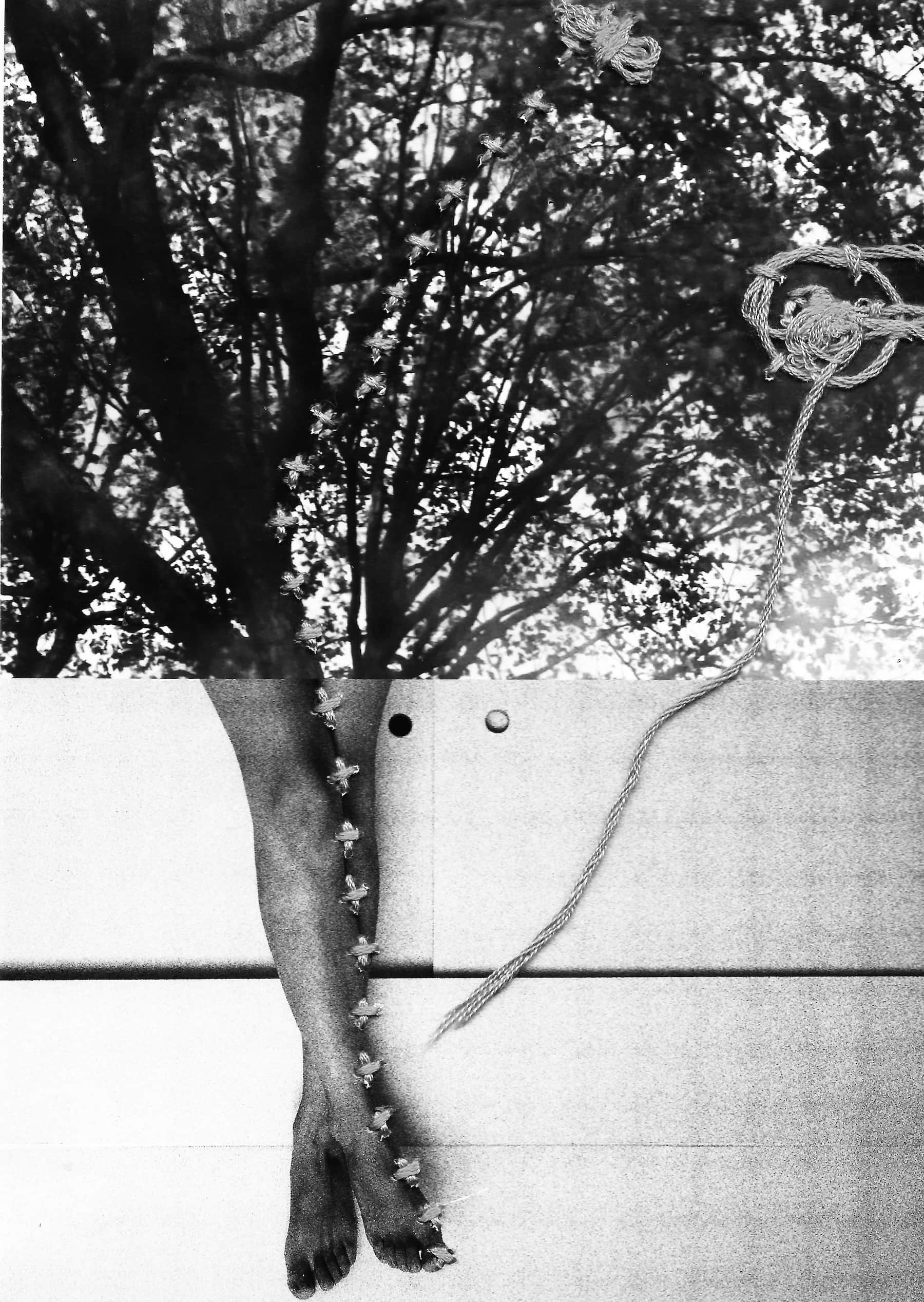Sutures 6 © PGC