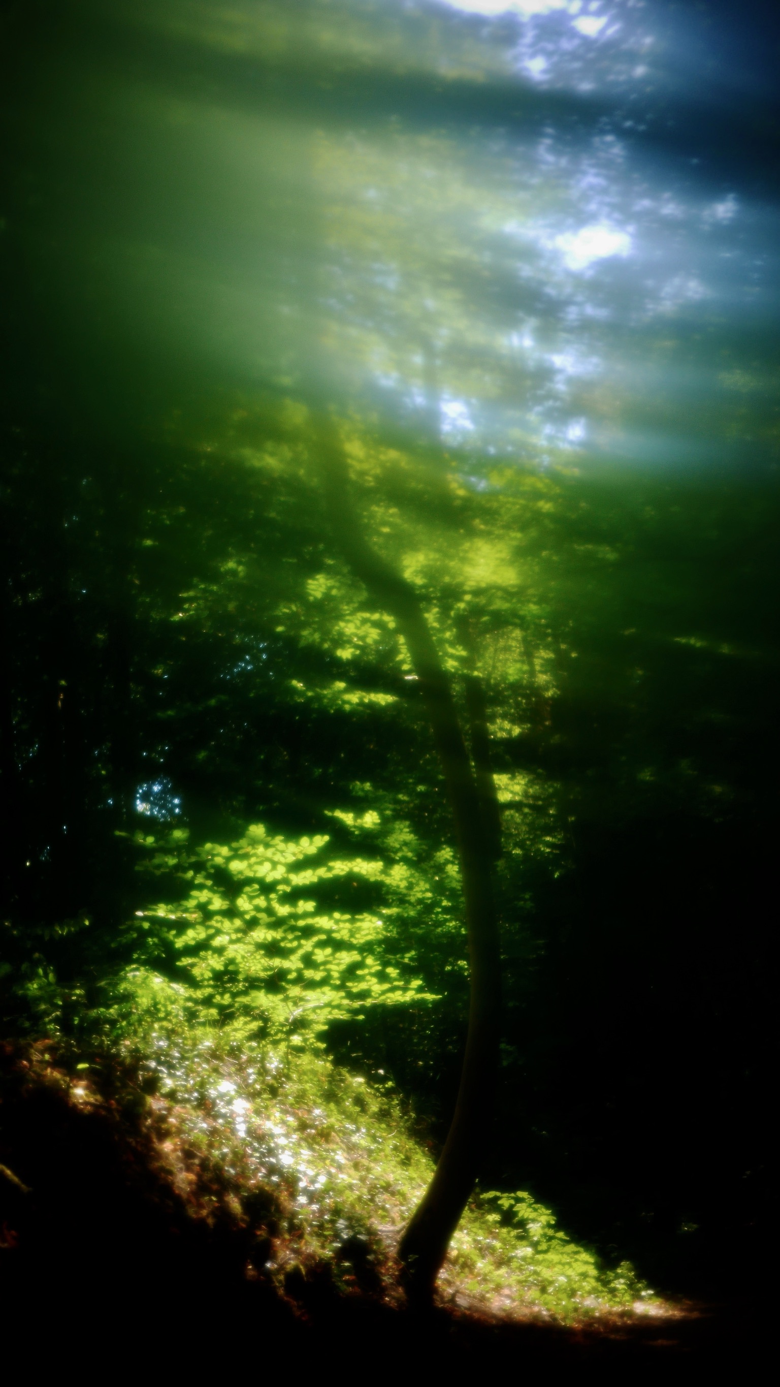 Silvae 2 © PGC
