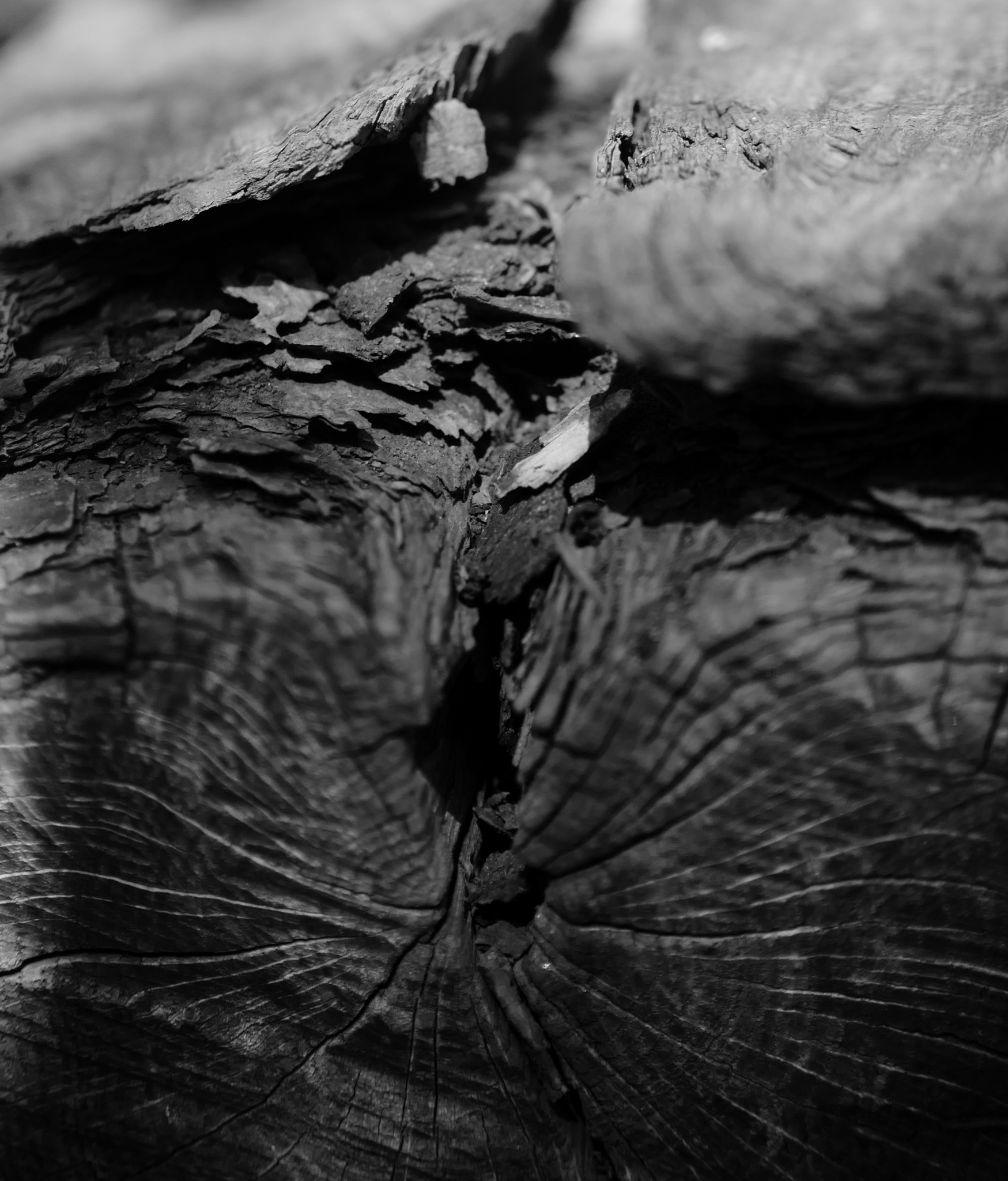 Silvae 3 © PGC