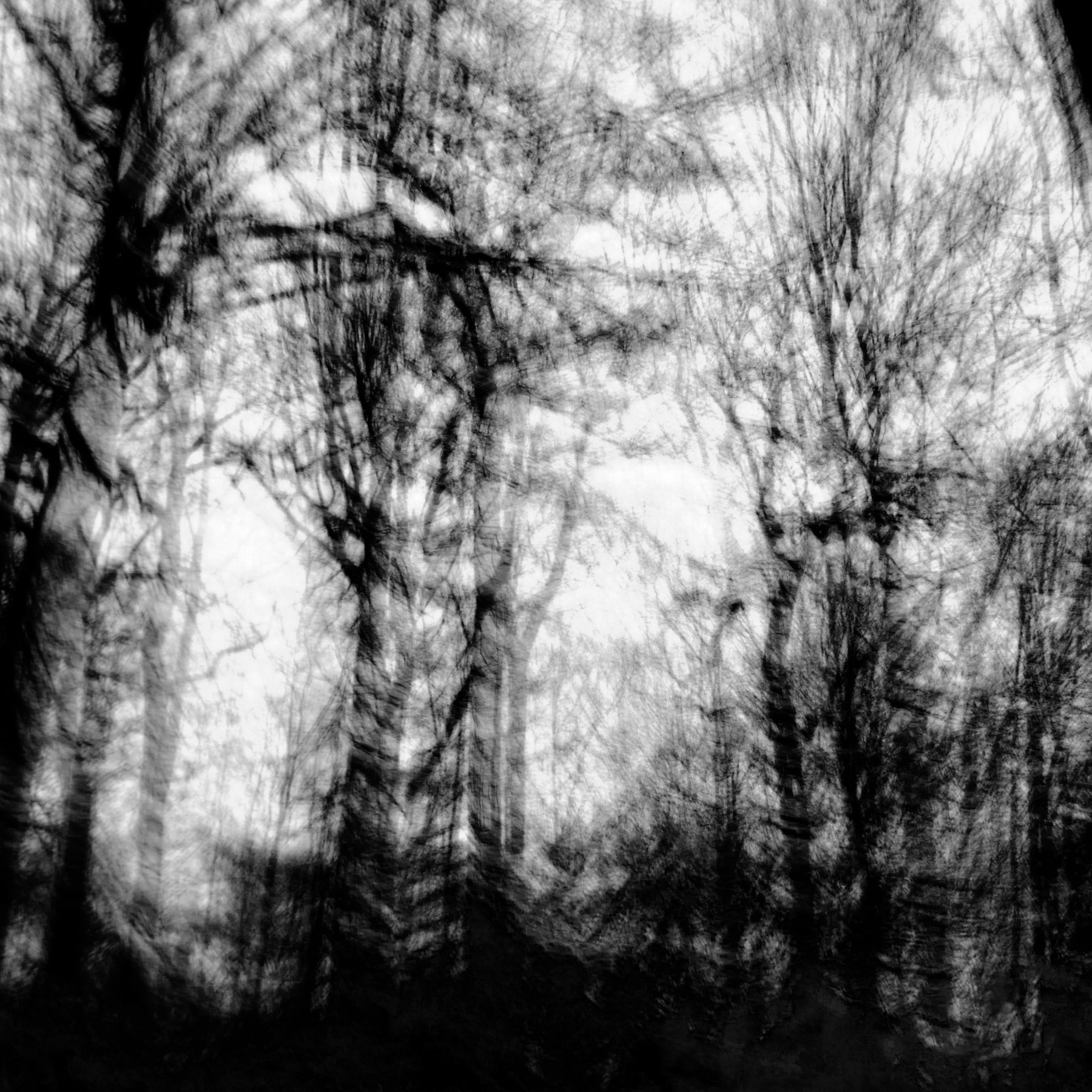 Silvae 4 © PGC