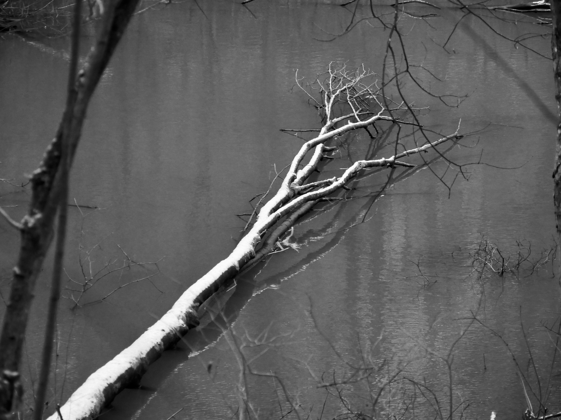 Silvae 7 © PGC