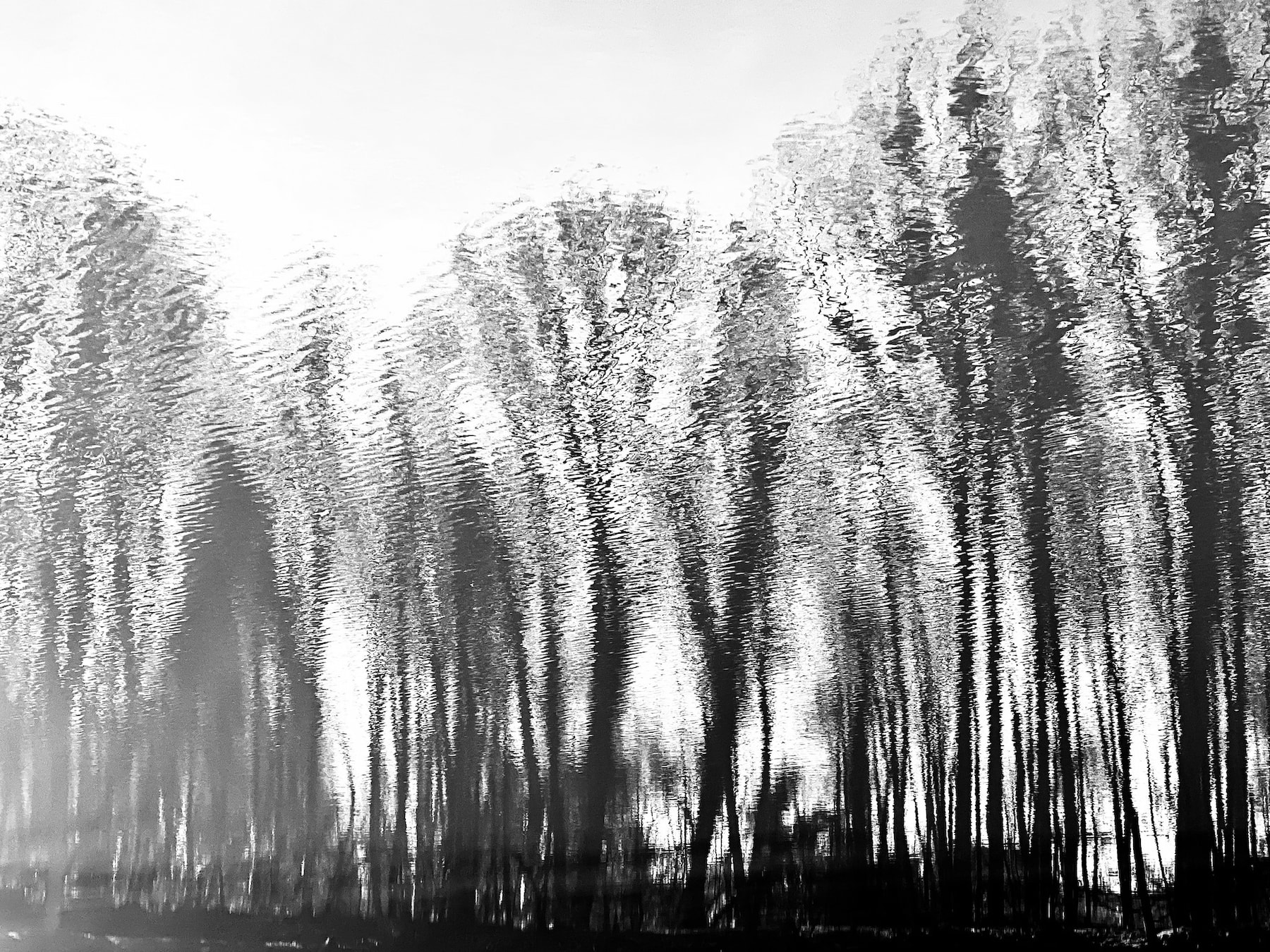 Silvae 8 © PGC